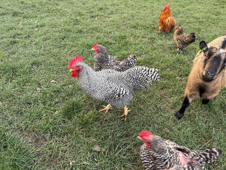 2 jonge Amrock haantjes, Dieren en Toebehoren, Pluimvee, Kip, Mannelijk