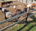 Ik zoek hoefsmid voor mijn ponnys en paarden te kappen