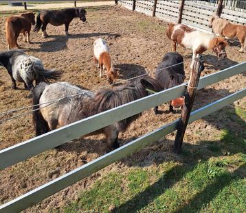 Ik zoek hoefsmid voor mijn ponnys en paarden te kappen beschikbaar voor biedingen