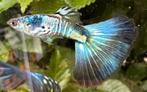 🟣Zomerdeal!!!! Galaxy Multicolor x Galaxy Blue Tail 🟣, Dieren en Toebehoren, Vis, Zoetwatervis, Schoolvis