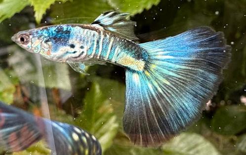 🟣Zomerdeal!!!! Galaxy Multicolor x Galaxy Blue Tail 🟣, Dieren en Toebehoren, Vissen | Aquariumvissen, Zoetwatervis, Vis, Schoolvis