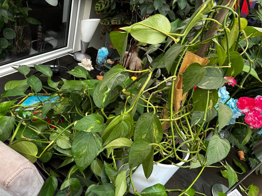 Mooie Epipremnum kamerplant, Ophalen, 100 tot 150 cm, Overige soorten, Halfschaduw