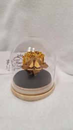 Huismoeder mot in stolp, Verzamelen, Dierenverzamelingen, Ophalen of Verzenden, Nieuw, Insect, Opgezet dier