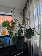 Monstera 150cm, Groene kamerplant, Ophalen, Overige soorten, 150 tot 200 cm
