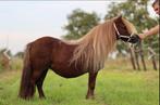Shetlandpony. Shetlander, Dieren en Toebehoren, Pony's, Merrie, A pony (tot 1.17m), 0 tot 2 jaar
