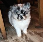 Prachtige pomeriaan x chihuahua, CDV (hondenziekte), 8 tot 15 weken, Eén hond, Nederland