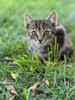 Leuke makke boerderij katjes te koop., Dieren en Toebehoren, Katten en Kittens | Overige Katten, Meerdere dieren, Kortharig, 0 tot 2 jaar