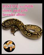 Python Regius Vrouwtje 0.1 Pastave 100%DH Clown Piebald, Dieren en Toebehoren, Reptielen en Amfibieën, Slang