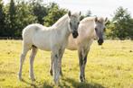 Prachtige grijze fjorden  veulens merrie en hengst te koop, Dieren en Toebehoren, Paarden, Merrie, Minder dan 160 cm, Niet van toepassing