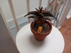 Cactus, Ophalen, Cactus, Volle zon, Minder dan 100 cm