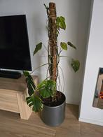 Monstera op mospaal in grote hamerslagpot, Ophalen, Halfschaduw, Minder dan 100 cm