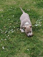 American bully pocket, België, Standaard, Fokker | Hobbymatig, Rabiës (hondsdolheid)