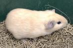 Cavia,s jonge beertjes creme,wit donkeroog,en driekleur, Juli, Mannelijk, Cavia