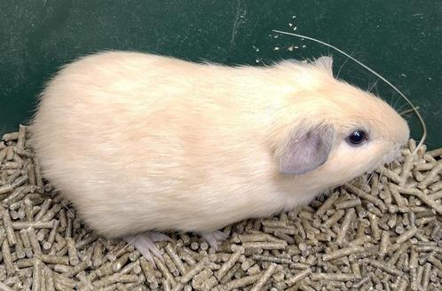 Cavia,s jonge beertjes creme,wit donkeroog,en driekleur, Dieren en Toebehoren, Knaagdieren, Mannelijk, Cavia, Juli