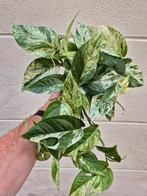 Epipremnum pinnatum Marble Variegata p12 (6), Ophalen of Verzenden, Halfschaduw, Minder dan 100 cm