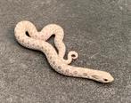 1.0 Heterodon nasicus toxic 66% het albino, Dieren en Toebehoren, Reptielen en Amfibieën, Slang, 0 tot 2 jaar