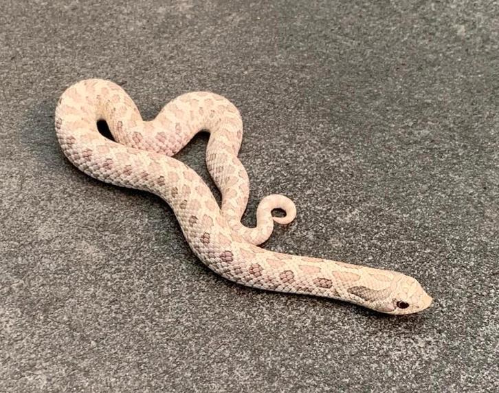 1.0 Heterodon nasicus toxic 66% het albino