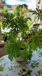 Citroen geranium, Ophalen, Volle zon, Overige soorten