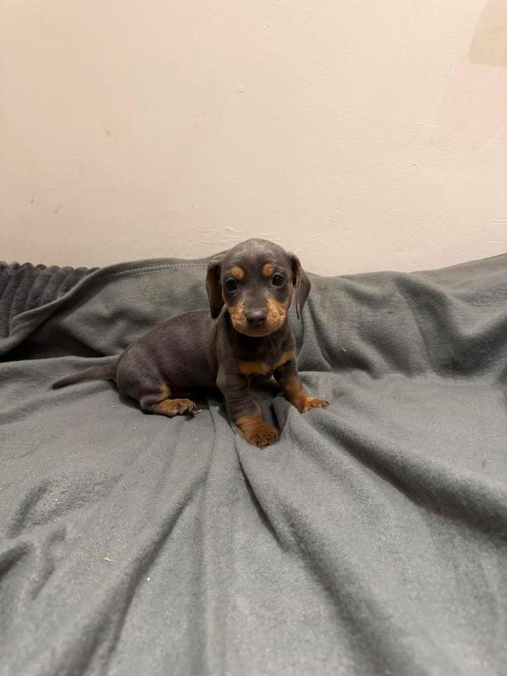 Teckel pups, dackel Zwergdackel, Dieren en Toebehoren, Honden | Teckels en Dashonden, Meerdere dieren, Korthaar, Dwerg, Fokker | Hobbymatig