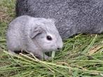 Cavia beertje gladhaar, Dieren en Toebehoren, Meerdere dieren, Cavia
