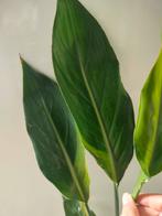 Strelitzia Reginiaea variegata, Huis en Inrichting, Kamerplanten, Ophalen of Verzenden, Overige soorten, Minder dan 100 cm