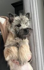 Prachtige Cairn terrier pup reu 4,5 maand stamboom, Dieren en Toebehoren, Rabiës (hondsdolheid), 15 weken tot 1 jaar, Eén hond