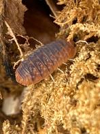 Sinodillo sp. ‘Vietnam’, Overige soorten