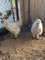 Te Koop Koppel Brahma Parelgrijs, Dieren en Toebehoren, Pluimvee, Meerdere dieren, Kip