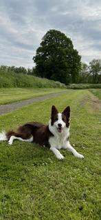 Prachtige bordercollie van 3 jaar oud, Dieren en Toebehoren, Honden | Herdershonden en Veedrijvers, Reu, Collie, Parvo, Eén hond