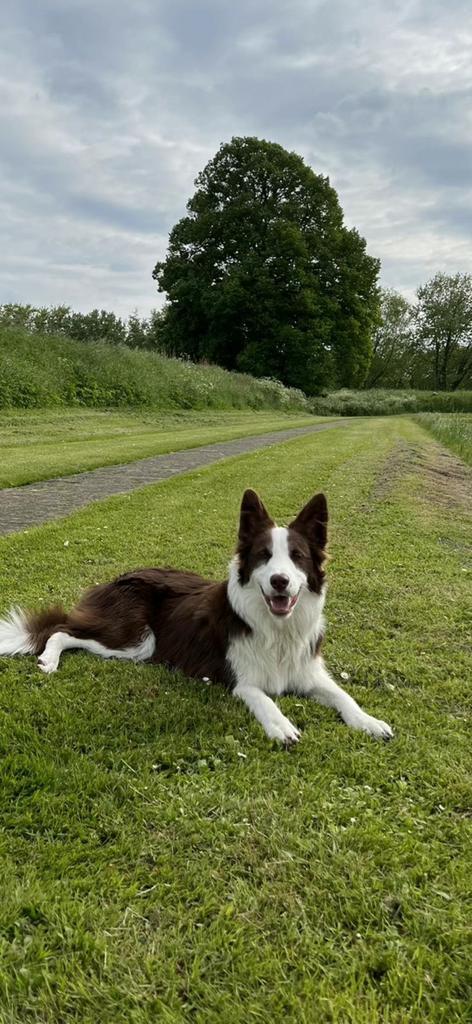 Prachtige bordercollie van 3 jaar oud, Dieren en Toebehoren, Honden | Herdershonden en Veedrijvers, Reu, Collie, Particulier, Eén hond