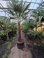 Trachycarpus fortunei ,palmbomen, Tuin en Terras, Planten | Bomen, Minder dan 100 cm, Zomer, Palmboom, Ophalen