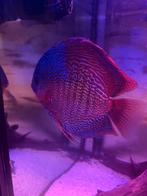 Discusvisen, Dieren en Toebehoren, Vissen | Aquariumvissen, Vis