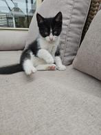 Lief poesje (kitten), Dieren en Toebehoren, Katten en Kittens | Overige Katten, Poes