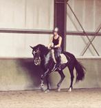 Ambitieuze dressuurruiter zoekt leuk sport trainingspaard, Diensten en Vakmensen