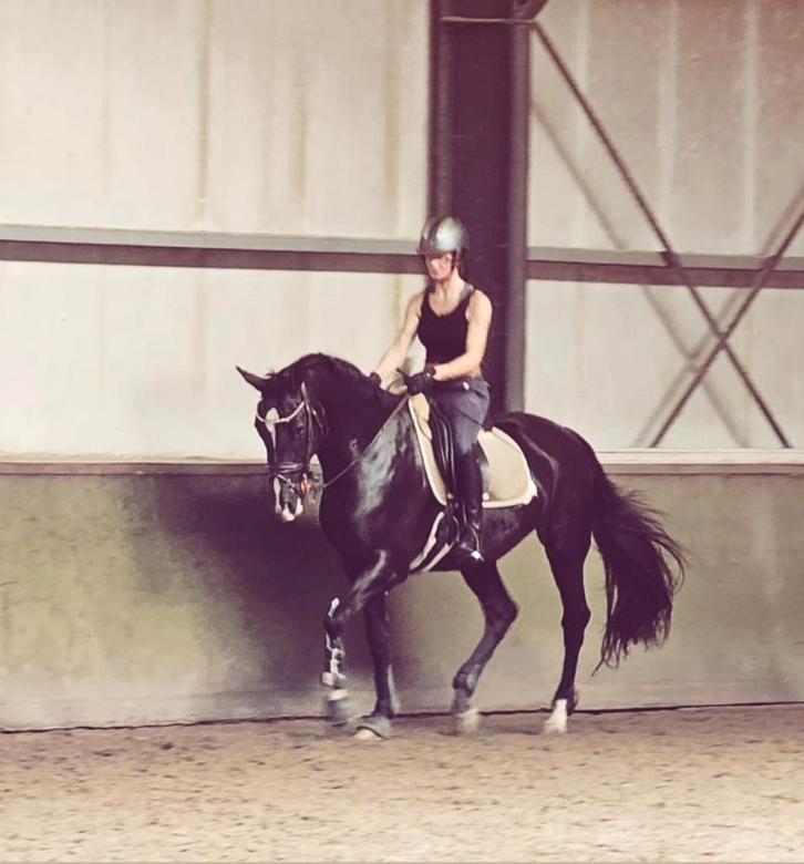 Ambitieuze dressuurruiter zoekt leuk sport trainingspaard, Diensten en Vakmensen, Dieren | Paarden | Verzorging, Oppas en Les