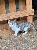 Lieve boerderij kittens, Dieren en Toebehoren, Katten en Kittens | Overige Katten, Meerdere dieren, Kortharig, 0 tot 2 jaar