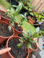 Echte laurier (Laurus nobilis) echte eetbaar keukenlaurier!, Ophalen, Minder dan 100 cm, Overige soorten, In pot