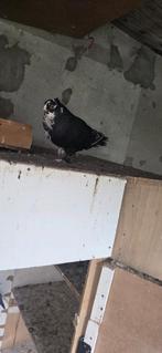 Vogels, Dieren en Toebehoren, Meerdere dieren