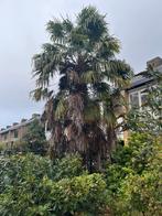 Grote palmboom ca. 4m hoog, zelf verwijderen, Tuin en Terras, Planten | Bomen, Zomer, Palmboom, 400 cm of meer, Ophalen