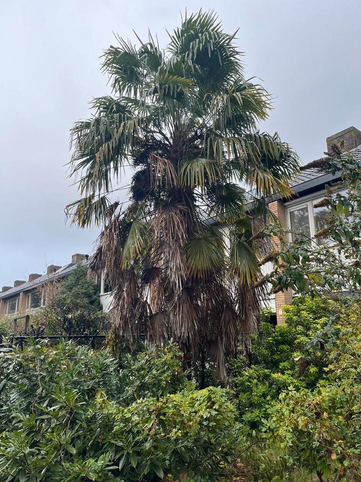 Grote palmboom ca. 4m hoog, zelf verwijderen, Tuin en Terras, Planten | Bomen, Palmboom, 400 cm of meer, Volle zon, Zomer, Ophalen