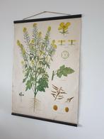 Schoolplaat poster mosterdplant plantjes flora biologie, Antiek en Kunst, Antiek | Schoolplaten, Ophalen, Natuur en Biologie
