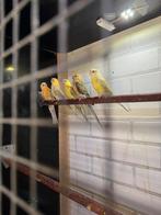 Roodruggen, Dieren en Toebehoren, Vogels | Parkieten en Papegaaien, Meerdere dieren, Parkiet