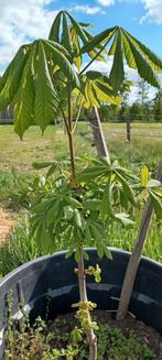 Kastanjeboom Aesculus Hippocastanum, Tuin en Terras, Planten | Bomen, Ophalen, Volle zon, Overige soorten