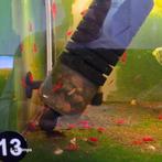 Bloody Mary OE Neocaridina-garnalen/ AANBIEDING -50%, Dieren en Toebehoren, Kreeft, Krab of Garnaal, Zoetwatervis, Schoolvis