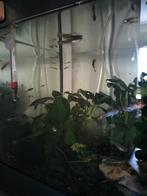 Guppies, Dieren en Toebehoren