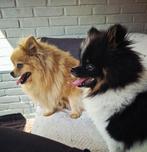 Huiselijke vakantieopvang voor honden klein en groot., Uitlaatservice