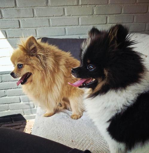 Huiselijke vakantieopvang voor honden klein en groot., Diensten en Vakmensen, Dieren | Honden | Verzorging, Oppas en Les, Particuliere oppas