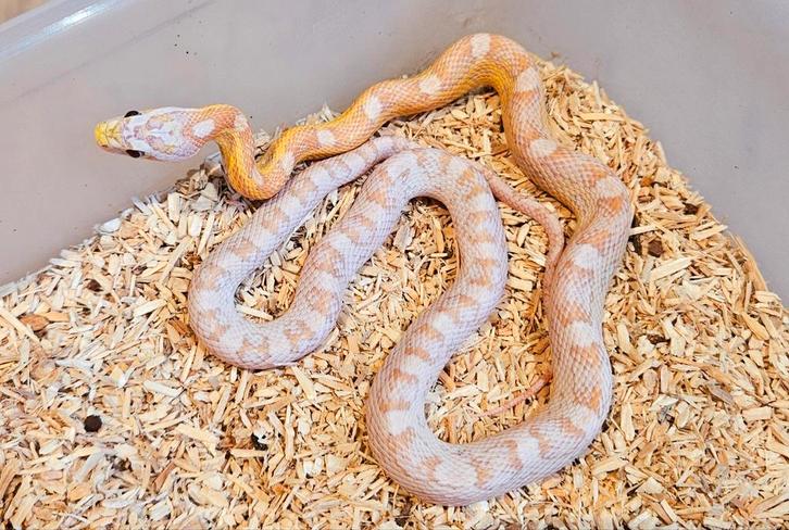 Korenslangen, Dieren en Toebehoren, Reptielen en Amfibieën, Slang, 0 tot 2 jaar