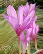 Colchicum 'The Giant' herfststijloos herfstbloeier zak 10 st, Ophalen of Verzenden, Gehele jaar, Volle zon, Bloembol