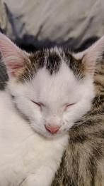 Kittens nog  nog 1 Super aanbieding, Dieren en Toebehoren, Katten en Kittens | Overige Katten, Meerdere dieren, Kortharig, 0 tot 2 jaar